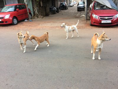 LÖÖ AGA JALGA VASTU MAAD...: tüüpilised India koerad ei lase end millestki kõigutada.