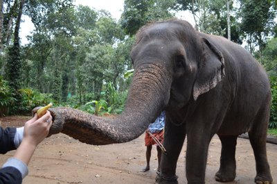 Selle asemel, et loomade väärkohtlemist toetada ja elevantide seljas sõita, kulutasime raha banaanidele, millega viimastele väga maiustada meeldis. 