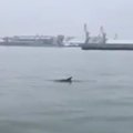VIDEO | Läti Liepāja sadama vetesse saabus delfiin