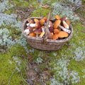 Aegumatud nipid, kuidas külmutada ja kuivatada seeni