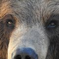 НАИМИЛЕЙШЕЕ ВИДЕО| „Поправил и облизал“: Медвежонок сделал селфи на камеру фотографа-натуралиста