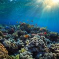 Suurest Vallrahust on 25 aastaga kadunud pooled korallid