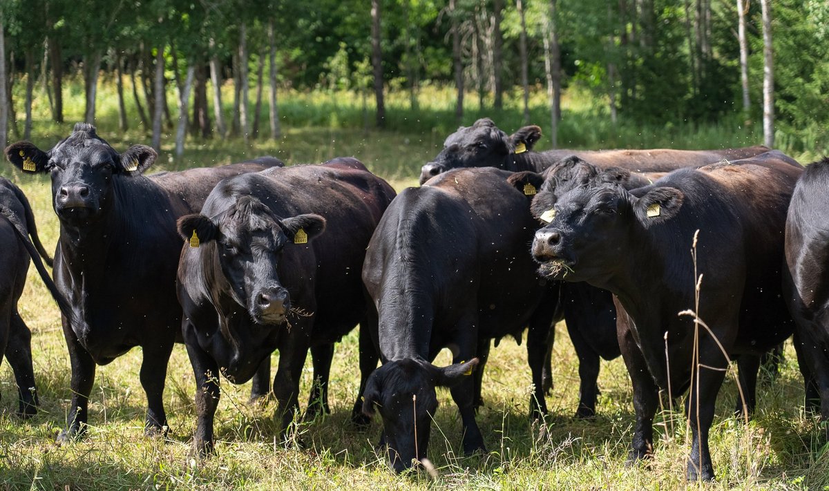 Veis vajab palaval suvel umbes 120 liitrit vett ööpäevas.