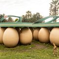 Valitsus kõrvaldab esimese munamonumendi juba oktoobris