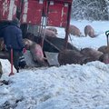 ФОТО | В ДТП попала машина, перевозившая 180 свиней. Часть животных погибла