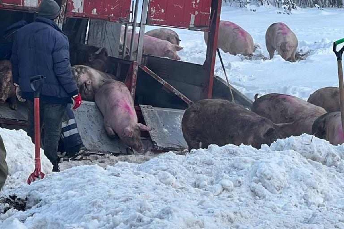 ФОТО | В ДТП попала машина, перевозившая 180 свиней. Часть животных погибла  - Delfi RUS