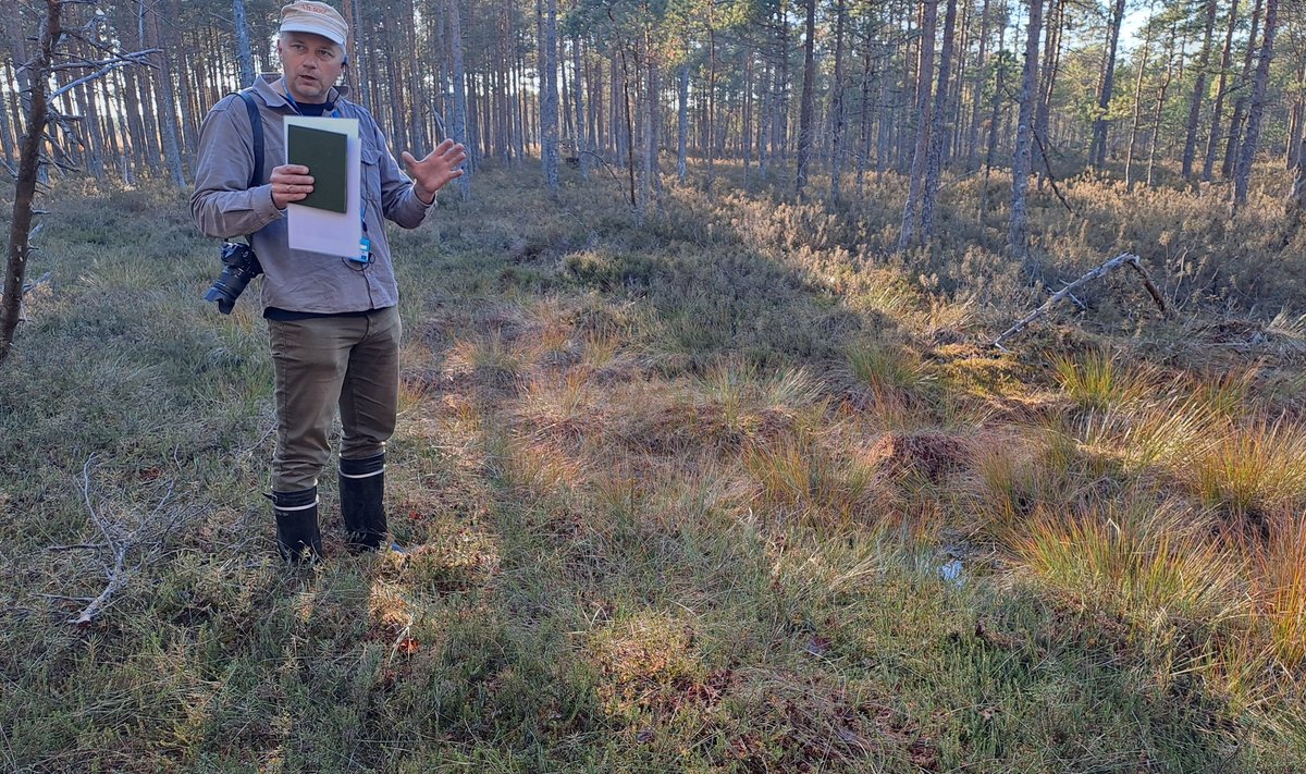 Tartu ülikooli taastamistööde ekspert ja geohüdroloog Marko Kohv näitab ala, kus on taastunud turbasammal ja kus üle aastakümnete kasvavad taas jõhvikad.