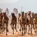 ФОТО | В Шарм-эль-Шейхе начались традиционные забеги верблюдов