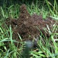 USAs mäsleva orkaani tegutsemispiirkonnas tekivad ohtlikud "sipelgaparved"