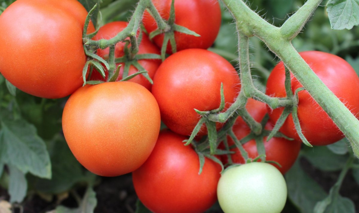 Eestis aretatud tomat ´Maike´ on madal, varajane, hea maitsega ja saagikas sort.