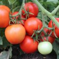 Kasvata Eestis aretatud tomatisorte, need on maitsvad ja haiguskindlad!