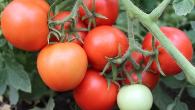 Kasvata Eestis aretatud tomatisorte, need on maitsvad ja haiguskindlad!