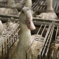 Londoni luksuskaubamajade kett loobub avalikkuse survel foie gras’ müügist