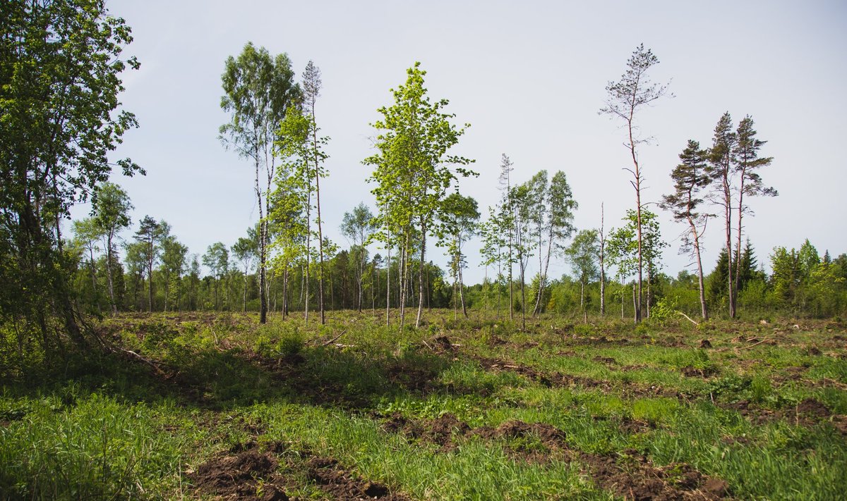 Eesti disainerid istutasid 8 000 pisikest puud