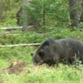 REUTERSI VIDEO: Kirde-Eesti metsas õnnestus varjendis oodanud loodushuvilistel näha pruunkaru
