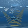 Merepõhja sonariplahvatused - tüli USA mereväe ja keskkonnakaitsjate vahel