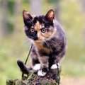 Vigureid täis lemmik: Lasnamäel elab eriline kass, kes on tõsimeeli veendunud, et ta on hoopis koer