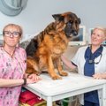 19 koerabeebit! Muhu veterinaar Heli Säre aitas ilmale Eesti suurima kutsikate pesakonna