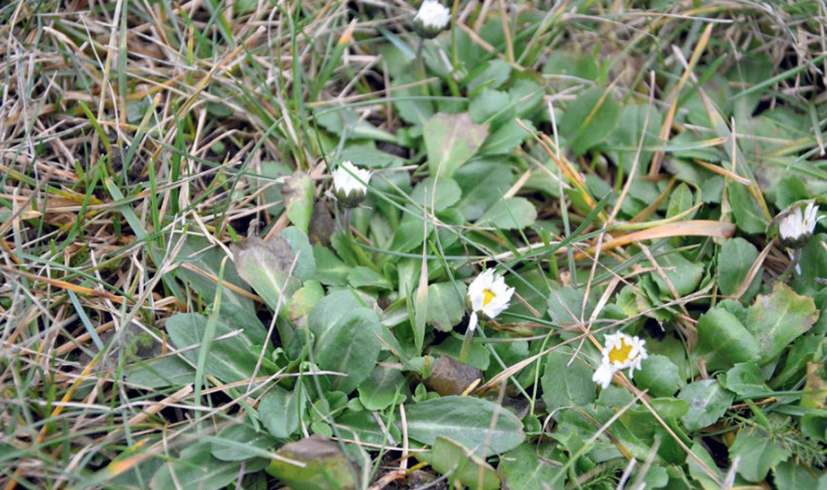 Eelmisel reedel võis Tallinnas lauluväljaku kõrval kõndides näha  pesakonniti õitsevaid lilli, nagu oleks juba kevad käes.