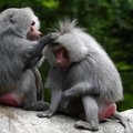 Isegi ahvid kannatavad selle all: teadlased said jälile, kust pärineb paranoia