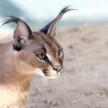 ÜRITUS | Loomaaed kutsub osa saama karakali ja euroopa naaritsa kommenteeritud toitmistest