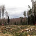 Leili metsalood | Küpsed puistud riigimetsas muudkui kahanevad
