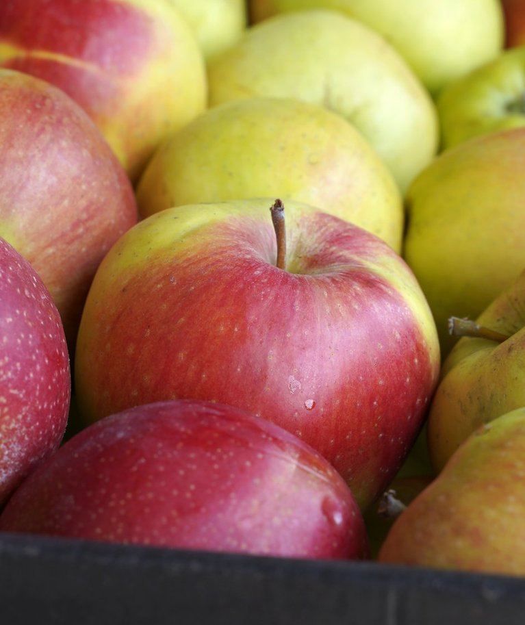Õunad säilivad kõige paremini ühekordse kihina kastidesse laotult.