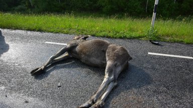 Miinuskraadid käes: metsloomadega kokkupõrke oht kasvab oluliselt