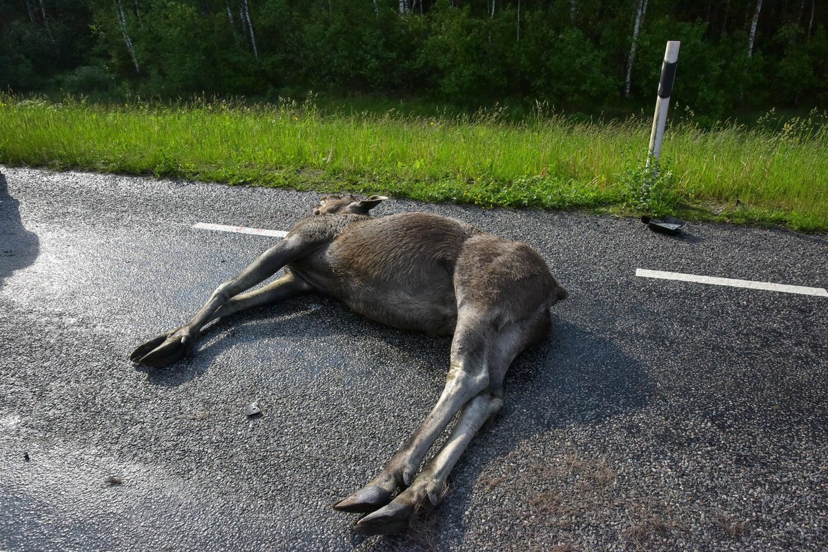 Ettevaatust Põlvamaal! Sealkandis jooksevad loomad kõige sagedamini teele