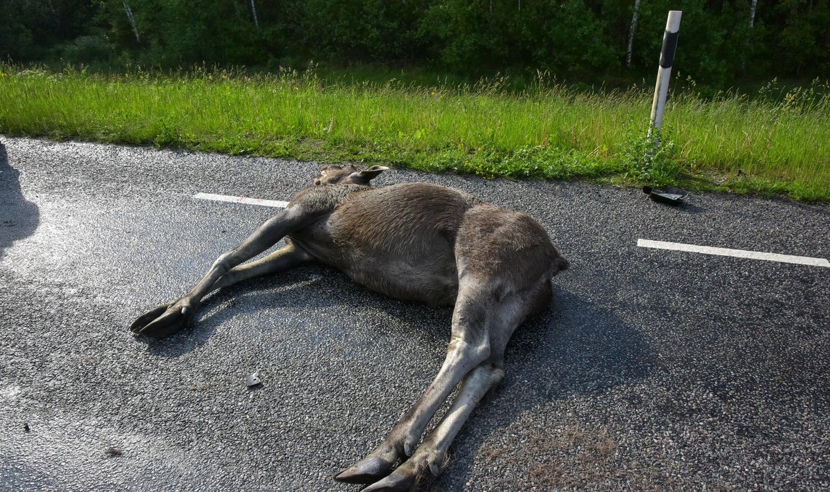 Põdra ja auto kokkupõrge