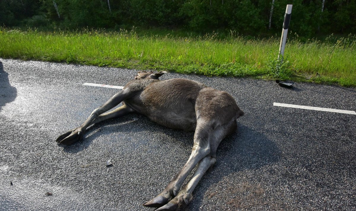 Järvamaal jooksis põder autole ette