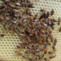 Algaja mesiniku ABC | Milline tõug valida?