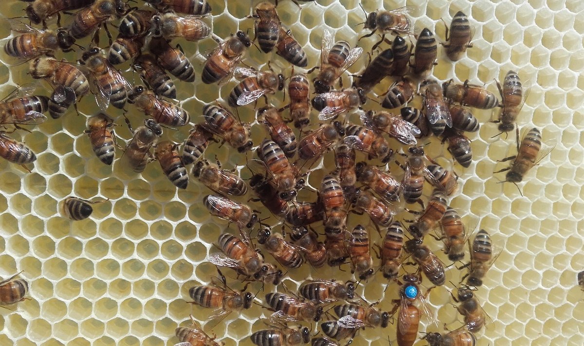 Itaalia tõugu mesilasema ja mesilased.