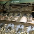 Eesti Raudtee hakkab Sonda ja Tapa vahel maapinnareostust koristama