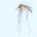 К северу от Эстонии обнаружен комар-переносчик тропического вируса