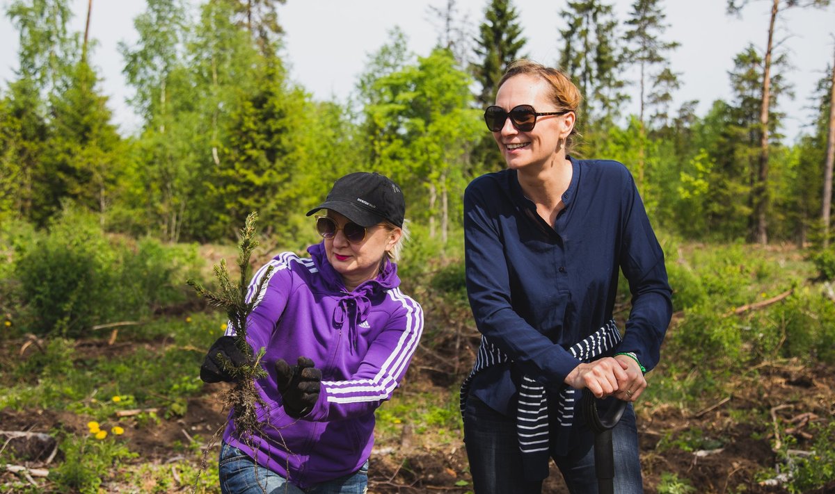 Eesti disainerid istutasid 8 000 pisikest puud