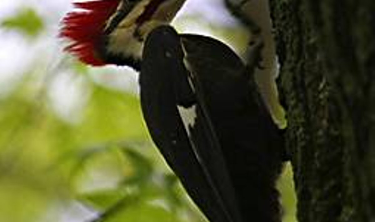 Nokk puusse: rähnide pealuu ja noka nutikas konstruktsioon võimaldab neil lindudel tegutseda suleliste suruõhuhaamritena.