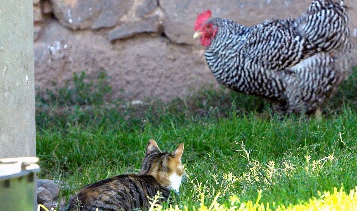 Tükike maaelu: kass ja kana