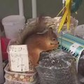 VIDEO | Maias oravapoiss ei peljanud Nõmme turul külastajate ees sihvkasid pugida