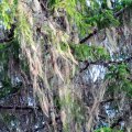 Leili metsalood | Habemesse kasvanud puud