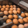 Mis saab kahe aasta pärast: kas munakarp hakkab maksma 10 eurot või saab sootuks defitsiidiks?