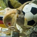 Jalgpalli EMil hakkavad tulemusi ennustama siga ja kaheksajalg