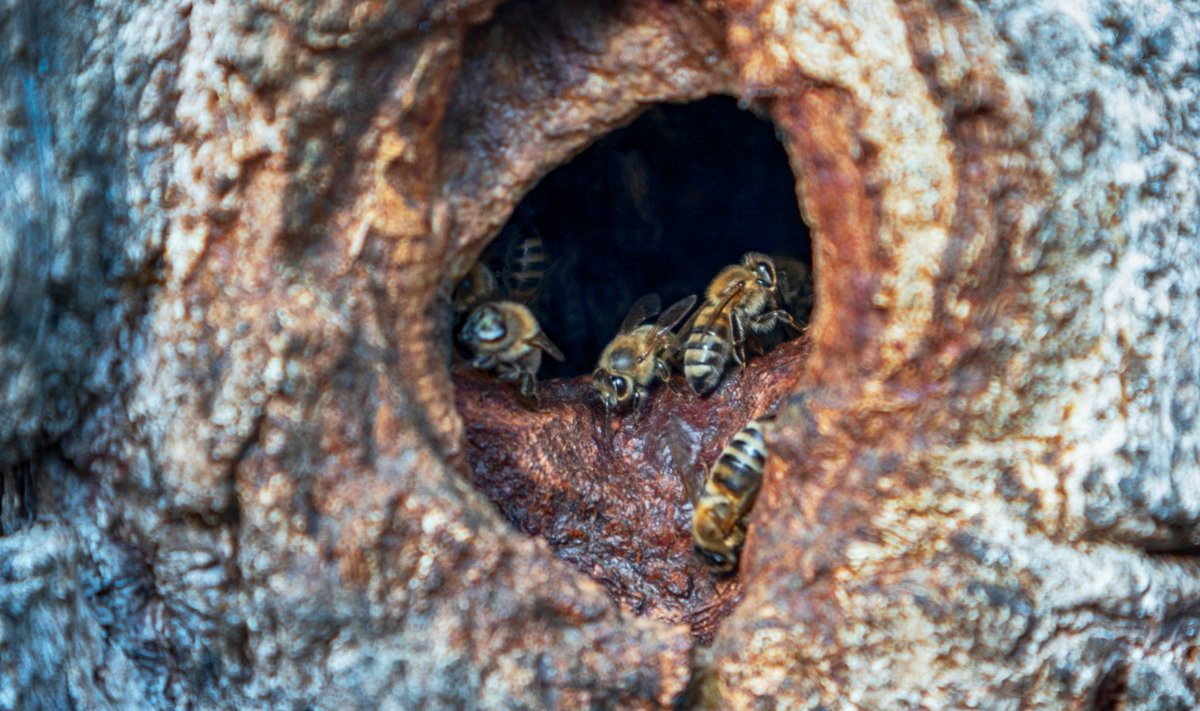Metsikud mesilased elavad puuõõnsustes. (Pilt on illustreeriv).