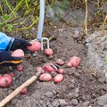 Maalehe põllul on saagikoristusaeg! Värsket kartulit ja köögivilja saab vaid ühel päeval osta Viimsi taluturult
