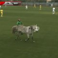 ВИДЕО | Две собаки и лошадь прервали матч сборной Украины