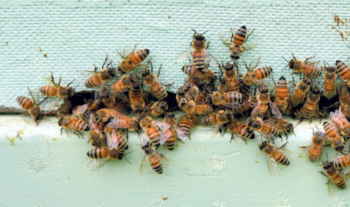 Kui mesilaste elu tarus  on häiritud, võivad nad  inimeste elamusse sisse kolida.