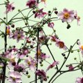 Яркость красок до самой зимы: 6 колоритных многолетников, которые украшают цветники осенью