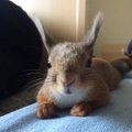 FOTOD: Eesti kõige nunnum netistaar? Instagramis lööb laineid oravake nimega Kiisu
