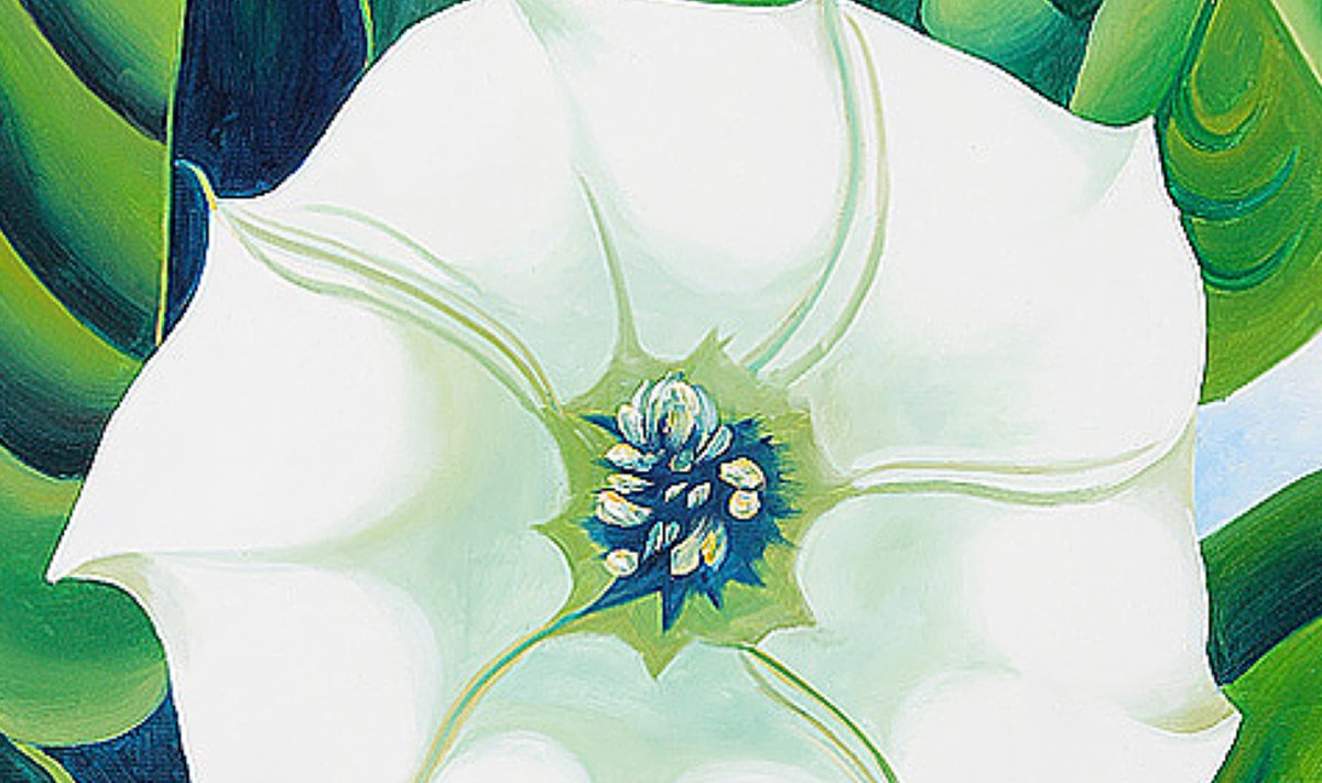 REKORDIMAAL: Ameerika kunstniku Georgia O’Keeffe’i maal “Jimson Weed (White Flower No. 1)” müüdi tänavu novembris enam kui 44 miljoni dollari eest oksjonil anonüümseks jääda soovinud ostjale.