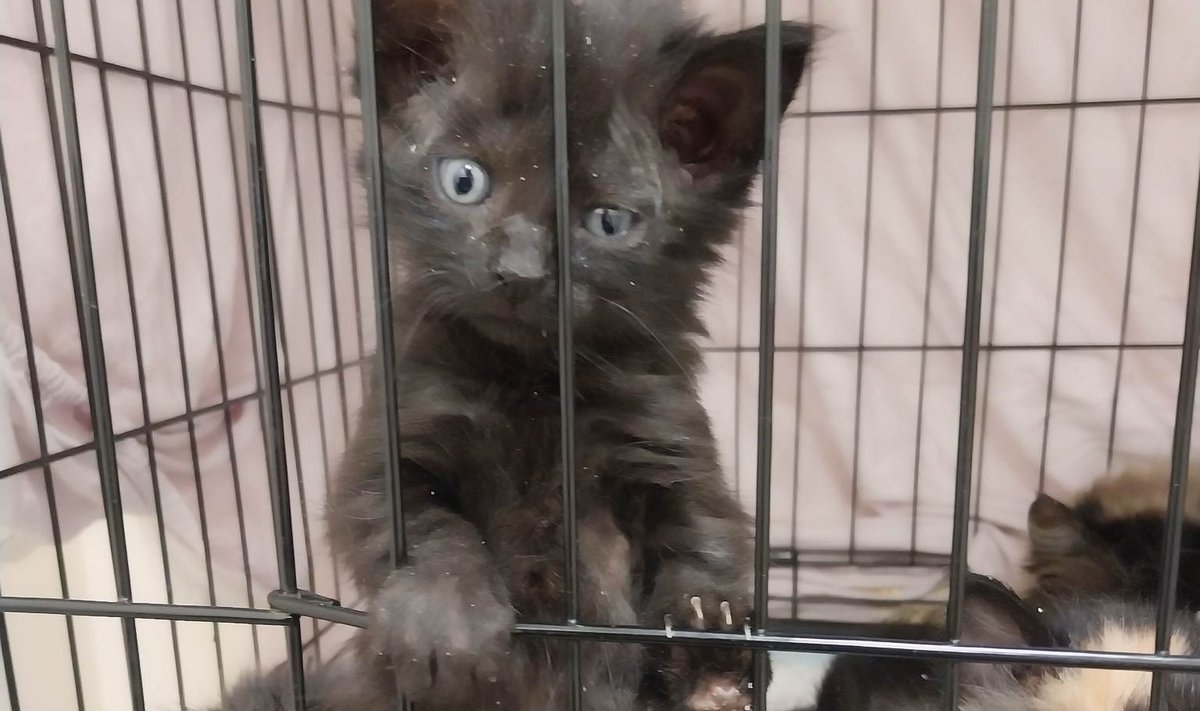 Cats Helpi hoolealused